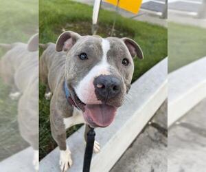 American Pit Bull Terrier Dogs for adoption in Sacramento, CA, USA