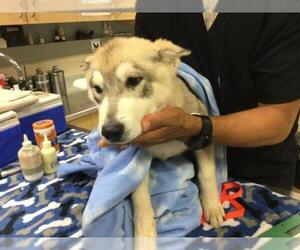 Siberian Husky Dogs for adoption in Riverside, CA, USA