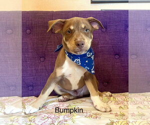 Labrador Retriever-Unknown Mix Dogs for adoption in Rockaway, NJ, USA