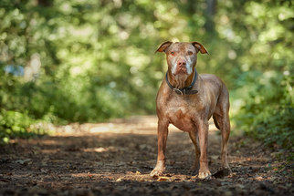 Medium Photo #1 American Staffordshire Terrier Puppy For Sale in Eden Prairie, MN, USA