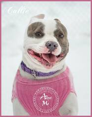 Bulldog Dogs for adoption in Ashland, WI, USA