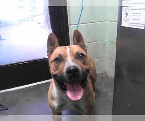 American Pit Bull Terrier-Unknown Mix Dogs for adoption in Tulsa, OK, USA