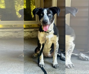 Pointer-Unknown Mix Dogs for adoption in Woodbury, NY, USA