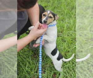Chihuahua-Unknown Mix Dogs for adoption in Cranston, RI, USA