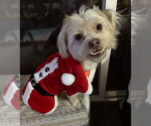 Shih Tzu-Unknown Mix Dogs for adoption in Westmont, IL, USA