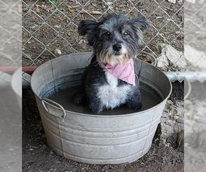 Lhasa Apso Dogs for adoption in Pipe Creek, TX, USA