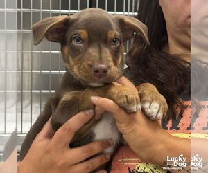 Mutt Dogs for adoption in Washington, DC, USA