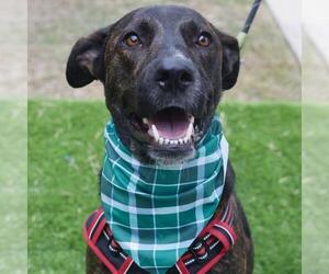 Labrador Retriever-Unknown Mix Dogs for adoption in San Antonio, TX, USA