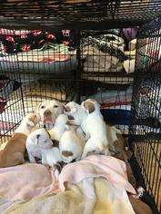 Lab-Pointer Dogs for adoption in Warwick, RI, USA