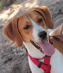 Medium Photo #1 Treeing Walker Coonhound Puppy For Sale in Freeport, FL, USA