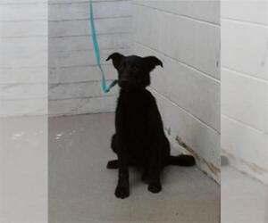 German Shepherd Dog-Unknown Mix Dogs for adoption in San Bernardino, CA, USA