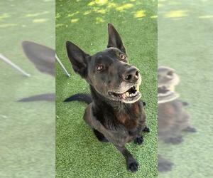 Shepradors Dogs for adoption in Newton, NC, USA