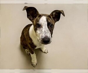 American Pit Bull Terrier-Unknown Mix Dogs for adoption in Tulsa, OK, USA