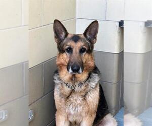German Shepherd Dog Dogs for adoption in Riverside, CA, USA