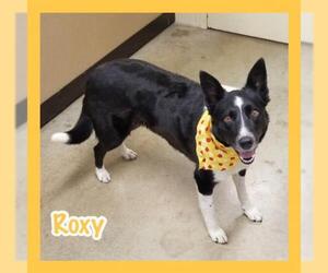 Border Collie Dogs for adoption in Jasper, IN, USA