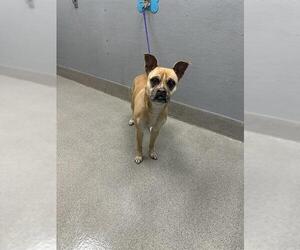 American Pit Bull Terrier-Unknown Mix Dogs for adoption in Las Vegas, NV, USA