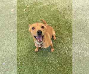 Chihuahua-Unknown Mix Dogs for adoption in Tempe , AZ, USA