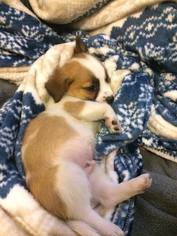 Medium Photo #1 Jack Russell Terrier-Unknown Mix Puppy For Sale in Von Ormy, TX, USA