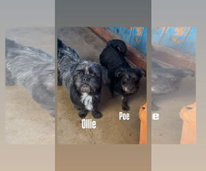 Shih Tzu Dogs for adoption in Apple Valley, CA, USA