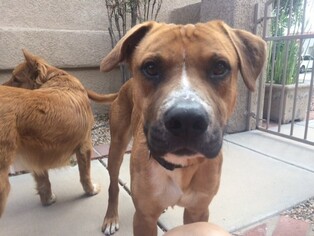 Boxador Dogs for adoption in Chandler, AZ, USA