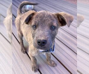 Mutt Dogs for adoption in Los Lunas, NM, USA