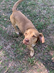 Dachshund Dogs for adoption in Sanford, FL, USA