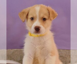 Sheprador Dogs for adoption in Sheridan, CO, USA