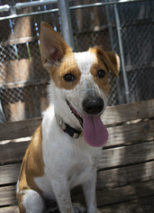 Collie-Unknown Mix Dogs for adoption in Plano, TX, USA