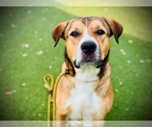 Shepradors Dogs for adoption in Orlando, FL, USA