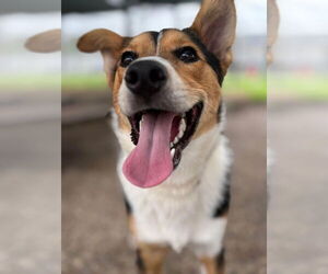 Collie-Unknown Mix Dogs for adoption in Lakewood, CO, USA
