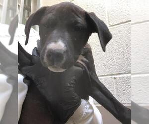 American Pit Bull Terrier Dogs for adoption in Pueblo, CO, USA