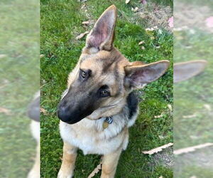 German Shepherd Dog Dogs for adoption in Cupertino, CA, USA