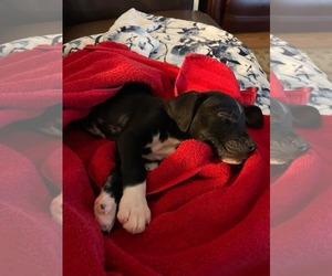 Huskies -Labrador Retriever Mix Dogs for adoption in Mechanicsburg, PA, USA