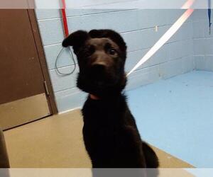 German Shepherd Dog-Unknown Mix Dogs for adoption in Moreno Valley, CA, USA