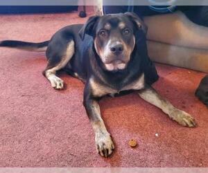 Rottweiler-Unknown Mix Dogs for adoption in Dellslow, WV, USA