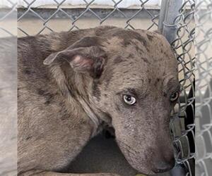 Mutt Dogs for adoption in Bakersfield, CA, USA