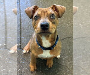 Boxer Dogs for adoption in Woodland, CA, USA