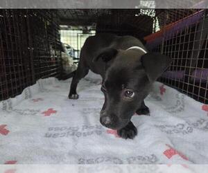 American Staffordshire Terrier-Unknown Mix Dogs for adoption in Houston, TX, USA