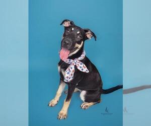 German Shepherd Dog-Unknown Mix Dogs for adoption in Forestville, MD, USA