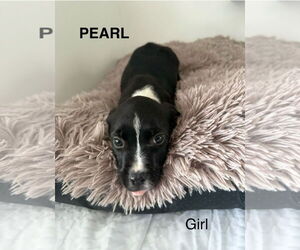 Mutt Dogs for adoption in Woodbury, NY, USA
