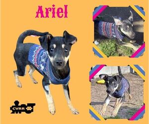 Mutt Dogs for adoption in Lindsay, CA, USA