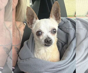 Chihuahua Dogs for adoption in Boonton, NJ, USA