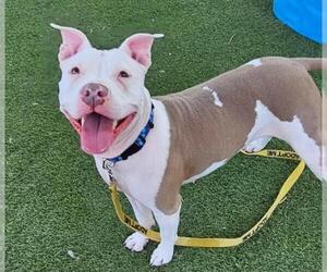 American Pit Bull Terrier-Unknown Mix Dogs for adoption in Las Vegas, NV, USA