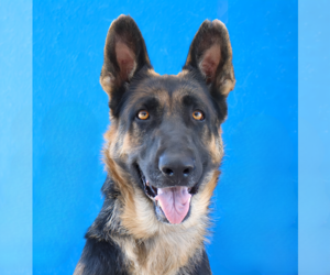 German Shepherd Dog Dogs for adoption in Pasadena, CA, USA