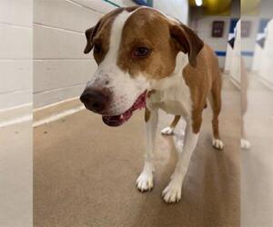 Labrador Retriever-Unknown Mix Dogs for adoption in Anchorage, AK, USA