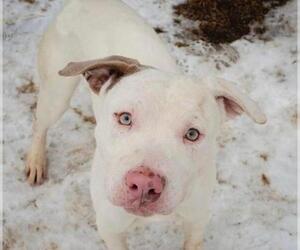 American Staffordshire Terrier Dogs for adoption in Paris, ME, USA