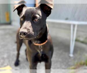 Labrador Retriever Dogs for adoption in Santa Rosa, CA, USA