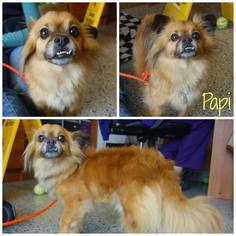 Pominese Dogs for adoption in Napa, CA, USA