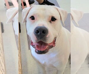 American Bulldog-Unknown Mix Dogs for adoption in Millersville, MD, USA