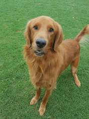 Golden Retriever Dogs for adoption in Denton, TX, USA